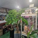 이안상사 이미지