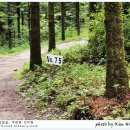 평창들꽃 이미지