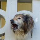 우리덕구동물병원 이미지