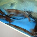 수상한 해물 포차 이미지