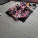 아리네개치원 | 강아지유치원 애견유치원 : 천안 아리네개치원 - 울강아지 유치원 첫 등교하고 왔어요.