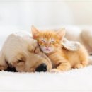 나음동물의료센터 이미지