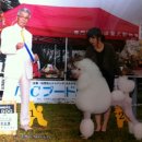 핑코애견 이미지