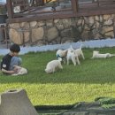 진도개패밀리 이미지