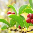 나무와 돌 이미지