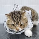 잔다냥 천안점 이미지