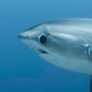 상어피시방 이미지