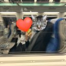 해올민박 | [울릉도/독도] Day1&amp;2 떠납니다 강릉에서 울릉도로