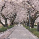 벚꽃주유소 이미지