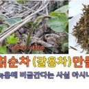 칡순 칡순차 생칡즙 효능 5가지 이미지