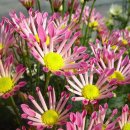 9월 2일의 꽃은 '국화(Chrysanthemum)' 이미지