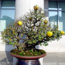 우리분재 이미지