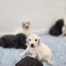 아리랑밸리켄넬 이미지