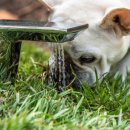 강아지집 이미지