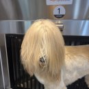 슈슈댕 구래점 이미지