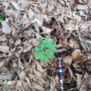 6~7년근 파삼25뿌리이상 약 300그람 7만ㆍ선물용7뿌리5만ㆍ택비포함 각3상자한정 이미지