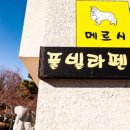 메르시 애견 펜션 티스토리