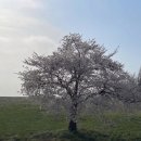 일화목장 | [서산 가볼만한곳] 서산 한우목장 벚꽃 만개! 드론 촬영과 인생샷 명소 리얼 후기