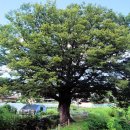 느티나무마을 이미지