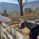 양떼목장 | 광주 근교 가볼만한 곳 "무등산 양떼목장" 방문 후기 &amp; 주변 카페 추천