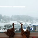 금영목장 이미지