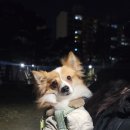 함께할개사랑할개 이미지