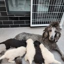 아리랑밸리켄넬 이미지