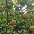 돌배나무 이미지