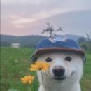 바다의왕자 이미지