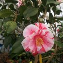 유원농장 이미지