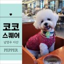 [코코스퀘어 남양주 다산 현대 프리미엄 아울렛점] 내돈내산 반려동물 체험 후기