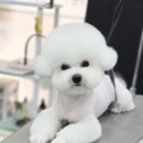 강실장펫살롱 이미지