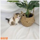 주식회사 퍼피댕 강아지분양 고양이입양 안심분양소 대전본점 | 금산고양이분양 신뢰를 느낄 수 있었던 퍼피댕 애견샵