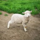 관동목장2 이미지