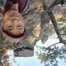 오랜만에 도락산 구경11월5일단양 도락산 상선암~제봉~도락산~채운봉~상선암 9.7km 약5시 이미지