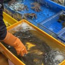 일번 | 노량진수산시장 세아수산 대하구이, 일번지회양념 식당 이용 솔직후기 (내돈내산)