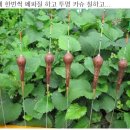 솔피 티스토리