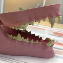 서울동물의료센터 이미지