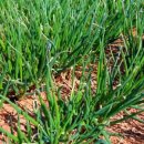 닭키우는 회장님 이미지