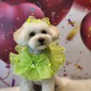 전설의 그루밍 이미지