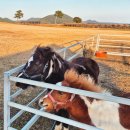 해왓 | 제주도 보롬왓 크리스마스 팝업 솔직 후기