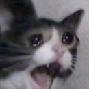 사과약국 | 크리노산 여성청결제 병원용 약국 사용법 가격 후기