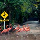 플라밍고 이미지