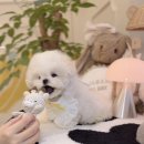 멈미스 이미지