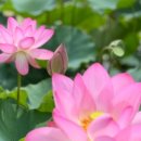 롤링핀 대구수목원점 - 1451 | 롤링핀 대구수목원점