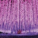 현플라워 이미지