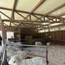 놀라운드 | 강원도 여행 놀 거리_대관령 양떼목장 삼양라운드힐 겨울 방문 후기