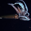 연체동물도감 - 두족綱 - 개안目 - 대왕오징어科 - 대왕오징어 이미지