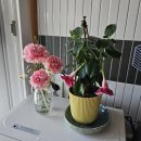 철쭉민박 이미지