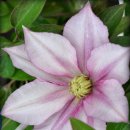 선교녹십자약국 이미지